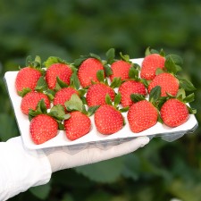 초록 딸기 500g